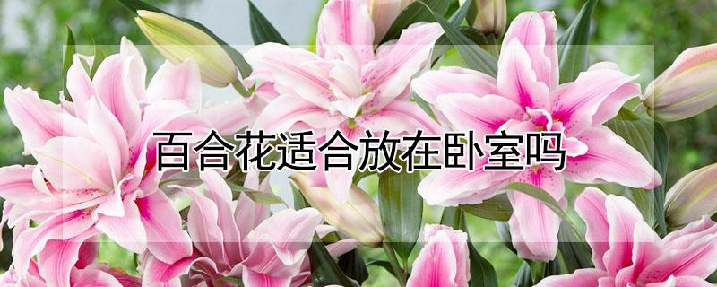 百合花适合放在卧室吗 百合花适合放在卧室吗百合花适合放在哪里