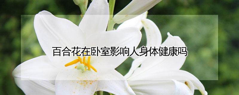 百合花在卧室影响人身体健康吗 百合花放在卧室对人体有害吗