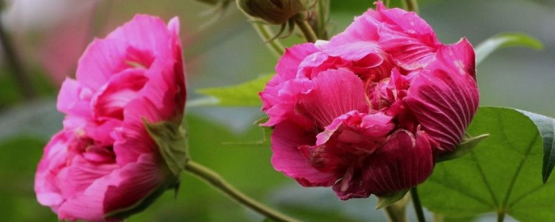 芙蓉花水培多长时间生根 芙蓉花水培多长时间生根啊