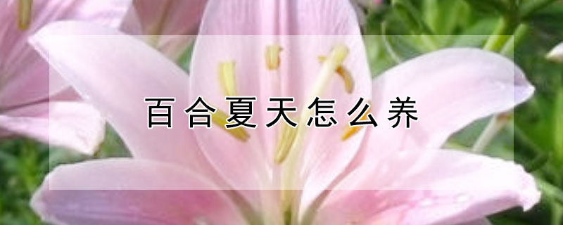 百合夏天怎么养 夏天养百合怎么样维持花期长一些