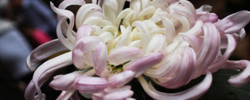 菊花夏天长什么样 菊花夏天长什么样图片