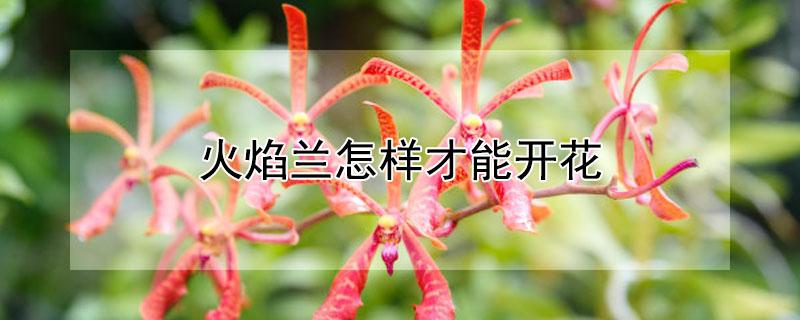 火焰兰怎样才能开花 火焰兰怎样才能开花多
