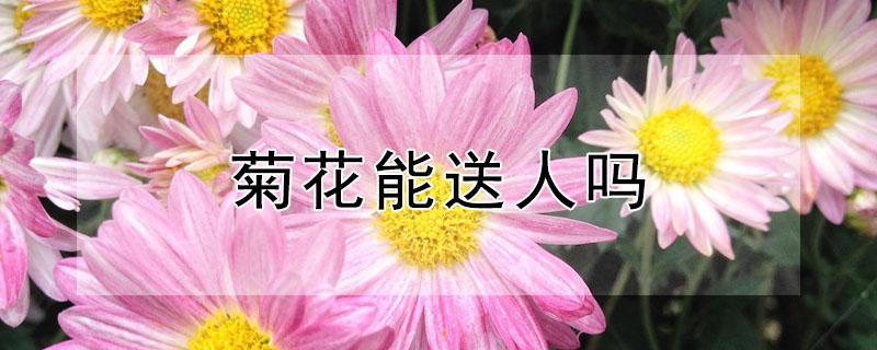 菊花能送人吗 菊花不可以送人吗