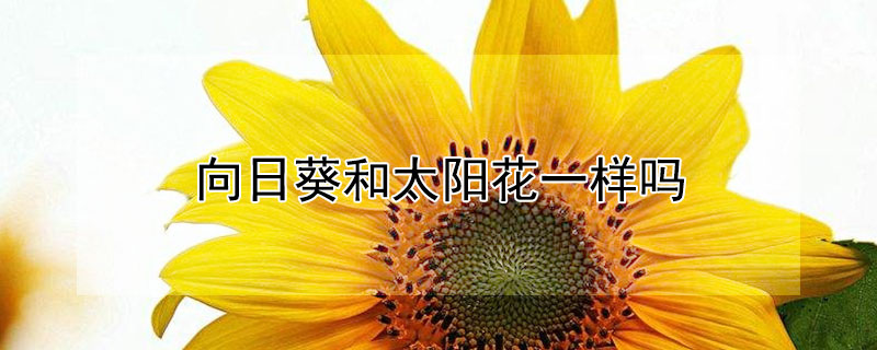 向日葵和太阳花一样吗 向日葵和太阳花一样吗图片