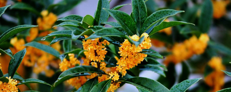 桂花春天开吗（桂花春天开吗图片）