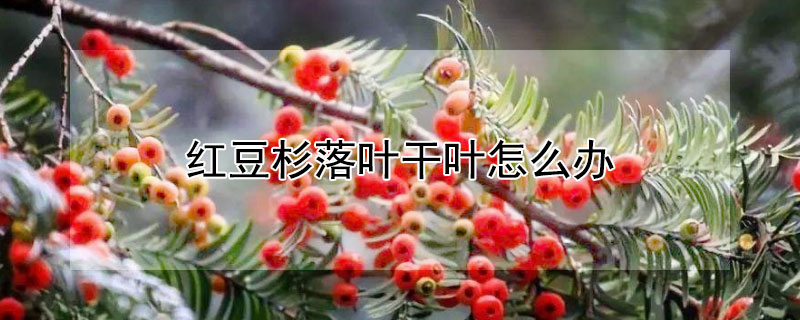 红豆杉落叶干叶怎么办（红豆杉枯叶落叶怎么办）