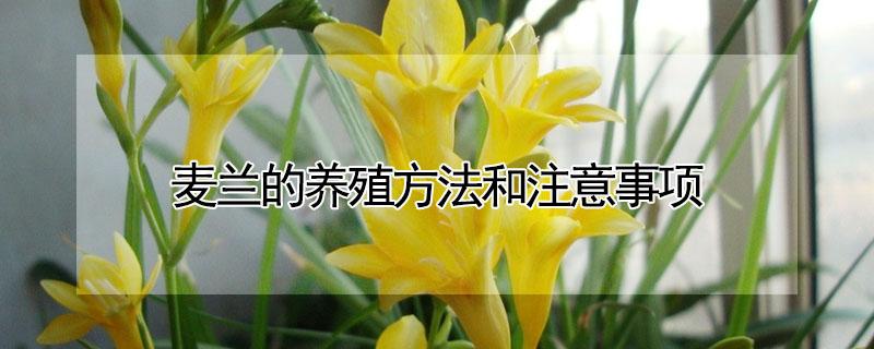 麦兰的养殖方法和注意事项 香雪兰为什么不建议养