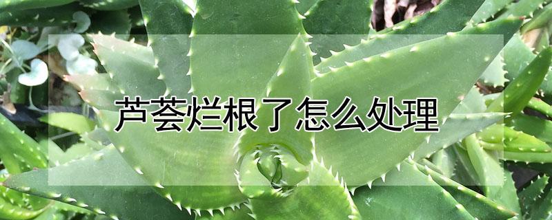 芦荟烂根了怎么处理 芦荟烂根了怎么处理重新种植