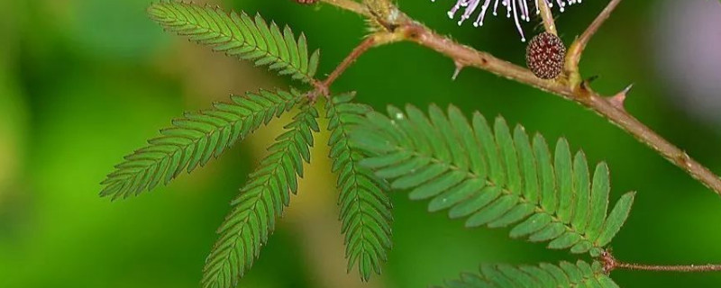 含羞草花籽怎么种（含羞草花种子怎么种容易发芽）