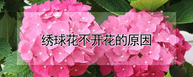 绣球花不开花的原因 绣球花不开花的原因及处理方法