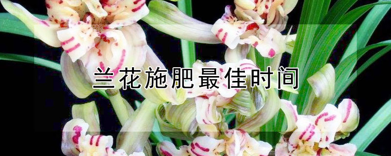 兰花施肥最佳时间（兰花施肥的最佳时间）