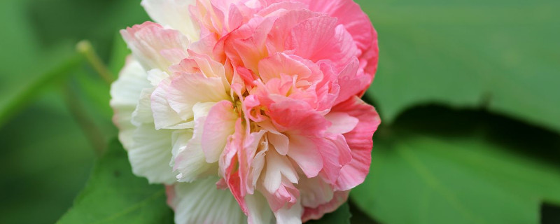芙蓉花烂叶子怎么办（芙蓉花叶子蔫了还能活吗）