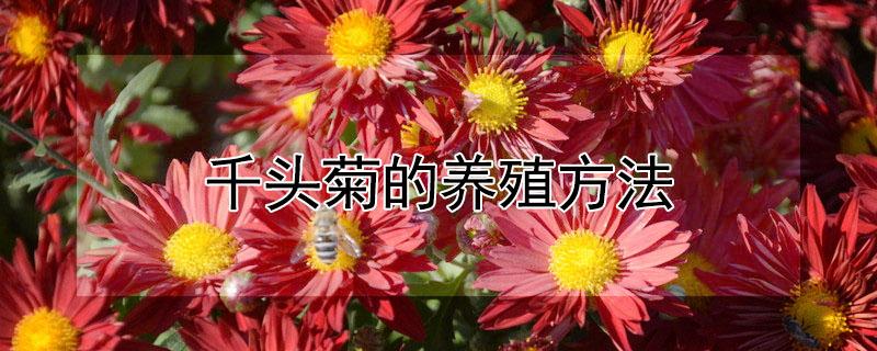 千头菊的养殖方法 千头菊的养殖方法和注意事项