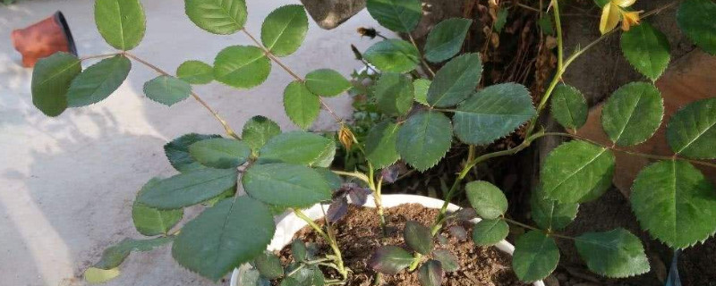 月季牙签苗几年成大苗 月季牙签苗当年能开花吗