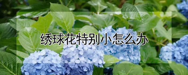 绣球花特别小怎么办 绣球花太小怎么办