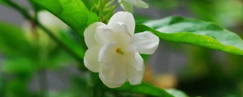 北方地区如何养茉莉花 北方地区如何养茉莉花视频