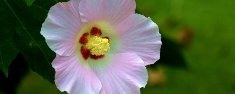 芙蓉花怎么换盆（芙蓉花怎么换盆换土）