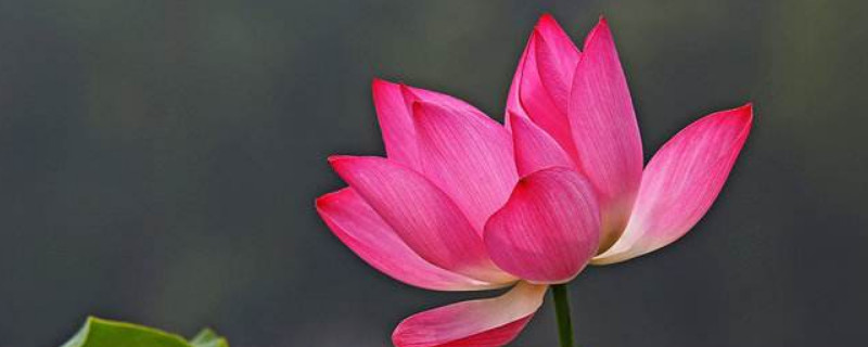 莲花种子怎么种植方法 莲花种子怎么种植方法图解