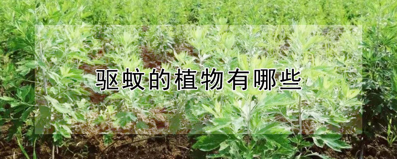 驱蚊的植物有哪些（驱蚊的植物有哪些?）