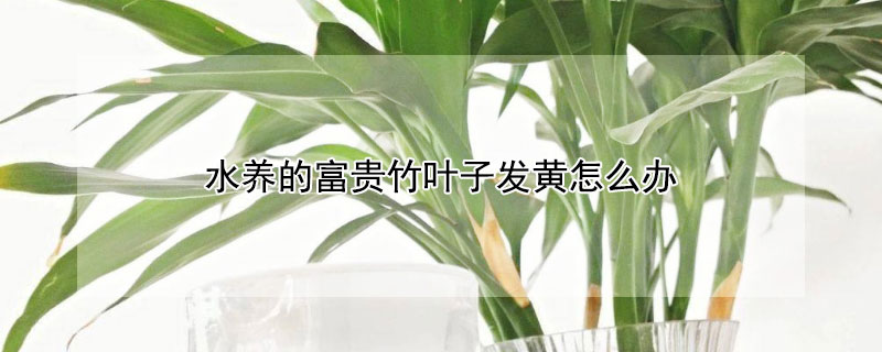 水养的富贵竹叶子发黄怎么办 水养富贵竹叶子发黄怎么办?教你几招轻松应对!