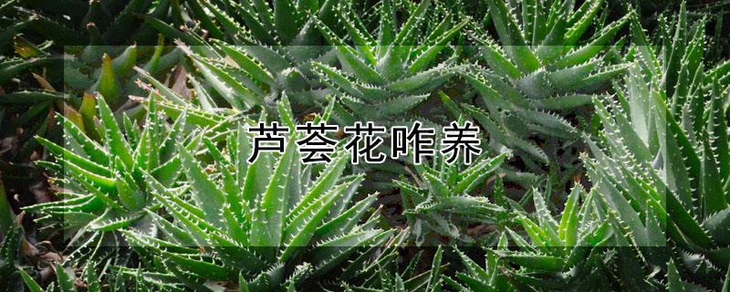 芦荟花咋养（芦荟花养护）