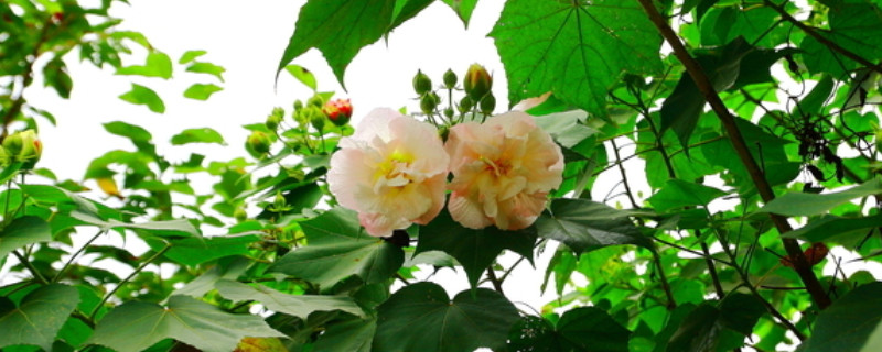 芙蓉花要几年才能开花（芙蓉花要几年才能开花呢）