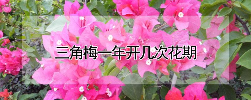 三角梅一年开几次花期 三角梅一年开几次花?
