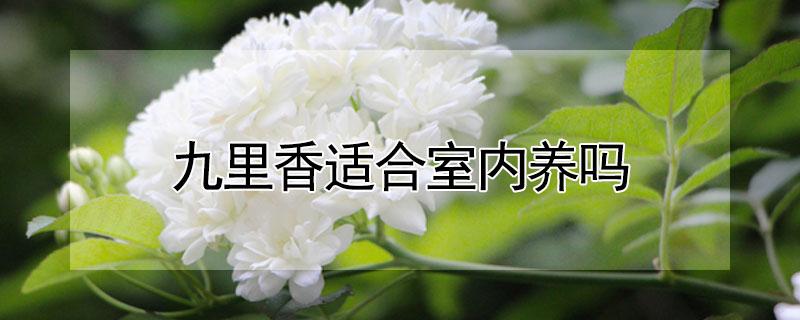 九里香适合室内养吗 九里香适合室内养吗 园艺