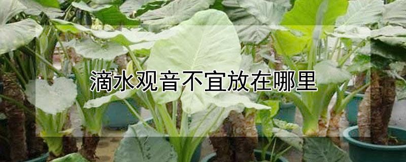 滴水观音不宜放在哪里（滴水观音禁忌摆放位置）