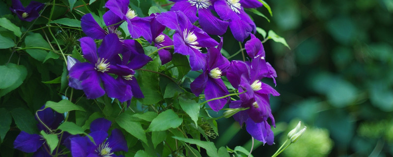 紫罗兰鲜花蔫了怎么办（紫罗兰鲜切花蔫了怎么救活）