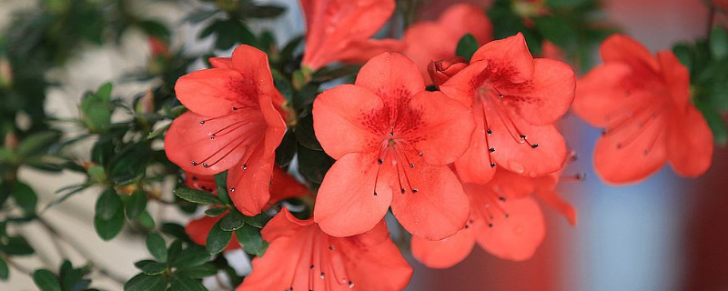 杜鹃花什么时候开花（贵州杜鹃花什么时候开花）