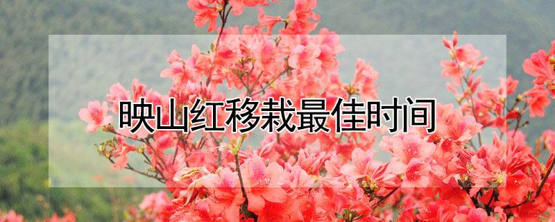 映山红移栽最佳时间（映山红冬天移栽能活吗）