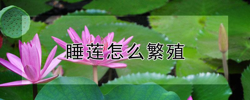 睡莲怎么繁殖（睡莲繁殖后代的方法）