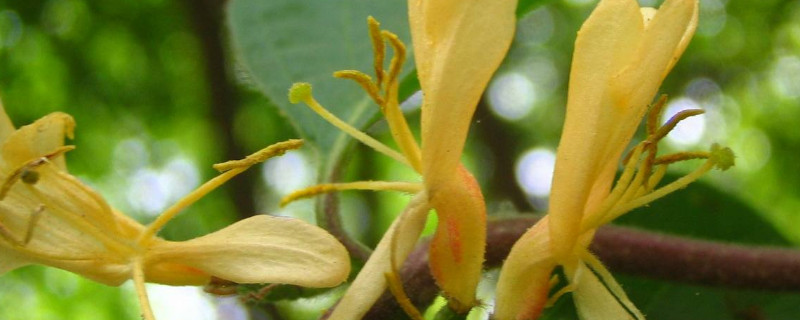 金银花种植方法及时间（金银花种植方法及时间图片）