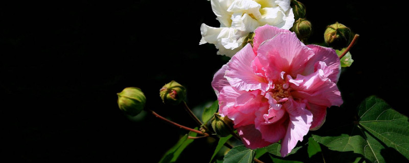 芙蓉花怎样用叶片扦插（芙蓉花怎样用叶片扦插视频）
