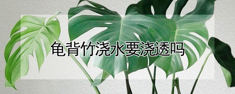 龟背竹浇水要浇透吗（龟背竹浇水需要浇透吗）