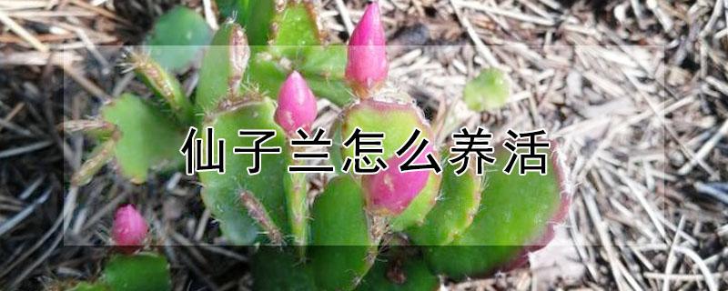 仙子兰怎么养活（仙子兰怎么养活最好）