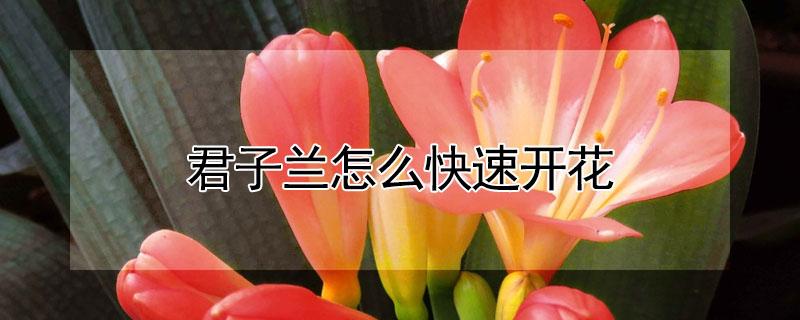 君子兰怎么快速开花 君子兰快速开花的方法