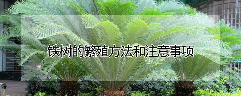 铁树的繁殖方法和注意事项 铁树繁殖技术