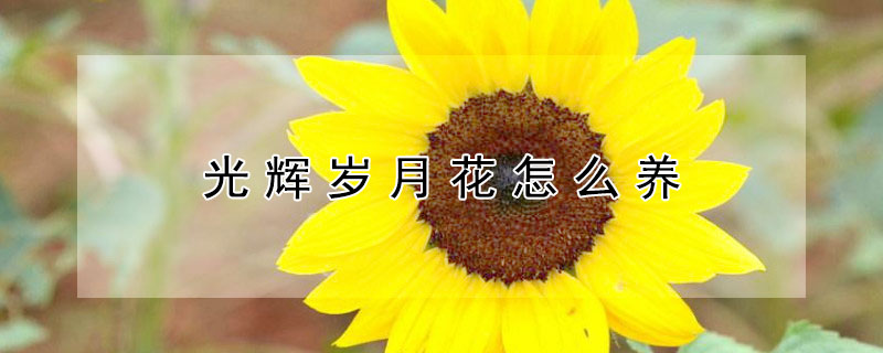 光辉岁月花怎么养（光辉岁月花怎么养怕冷吗）