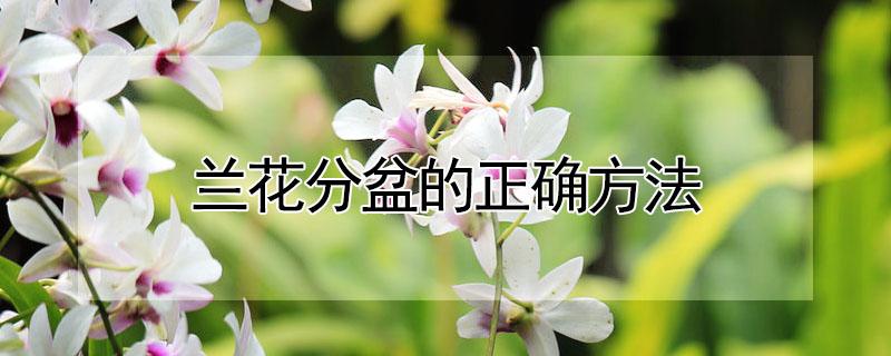兰花分盆的正确方法 兰花分盆的正确方法图解
