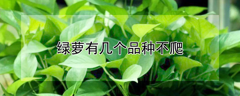 绿萝有几个品种不爬（绿萝有几个品种,哪个品种好看）
