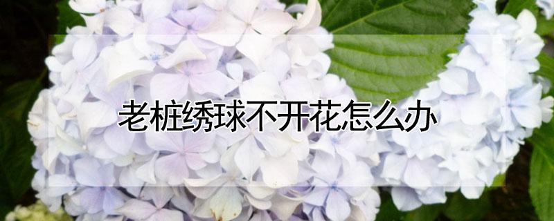 老桩绣球不开花怎么办（绣球花老桩好不好）