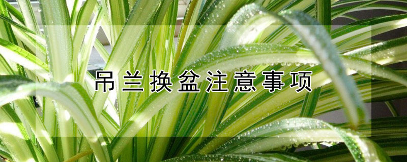 吊兰换盆注意事项 吊兰换盆注意事项有哪些