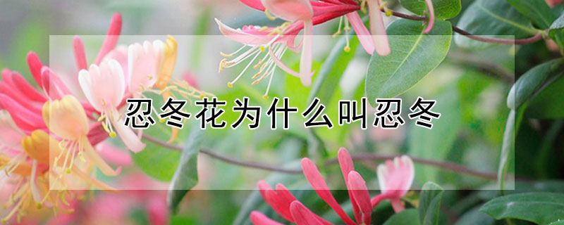 忍冬花为什么叫忍冬 忍冬是花名吗