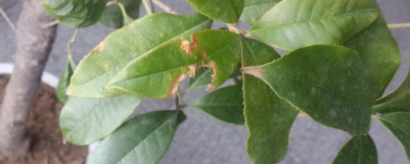 桂花枯叶病怎么办（桂花枯叶病怎么治）