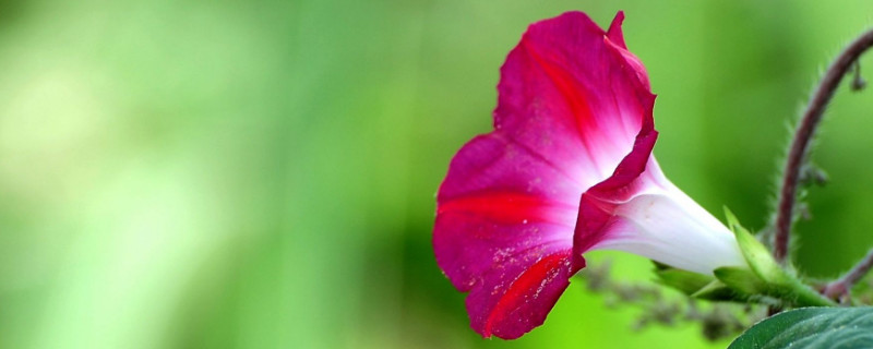怎样让牵牛花爬藤（牵牛花怎么往上爬）