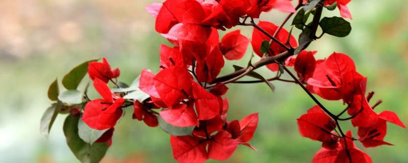 三角梅有几种颜色的花（三角梅有几种颜色的花朵）