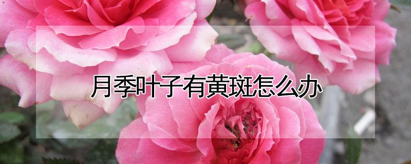 月季叶子有黄斑怎么办 月季叶上有黄斑是怎么回事