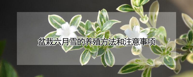 盆栽六月雪的养殖方法和注意事项（盆栽六月雪的养护）